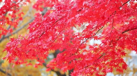 Red maple foliage Stock Footage 8621756