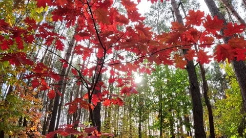 Red maple foliage swaying in autumn forest breeze Stock-Footage 320481688