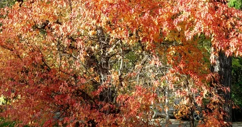 Red maple Stock Footage 97450275