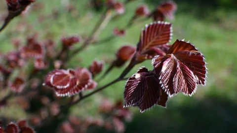 Red maple 스톡 동영상 107367684