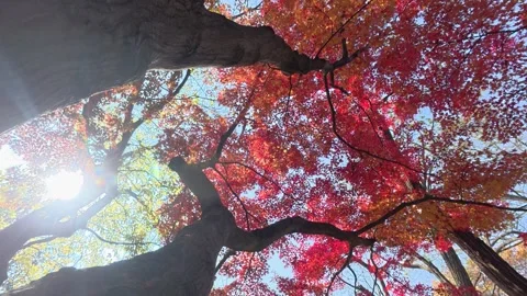 Red maple in late autumn Stock Footage 321747859