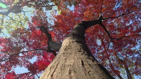 Red maple in late autumn Stock-Footage 321748022