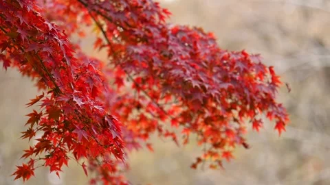 Red maple in late autumn Video stock 321748057