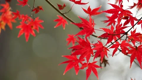 Red maple in late autumn Video stock 321748081