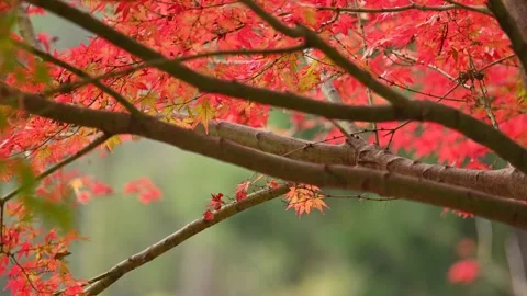 Red maple in late autumn Video stock 321748144