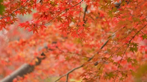 Red maple in late autumn Stock-Footage 321748203