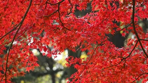 Red maple in late autumn Stock Footage 321748279