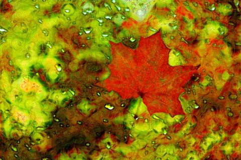 Red maple leaf in abstraction. Stock Photos
