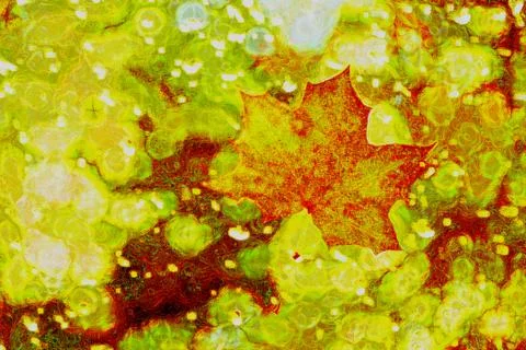 Red maple leaf in abstraction. 写真素材