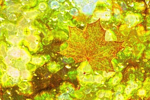 Red maple leaf in abstraction. Stock Photos