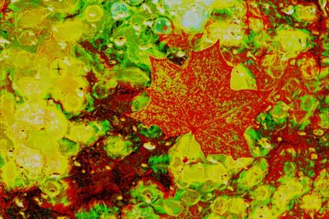 Red maple leaf in abstraction. Stock Photos