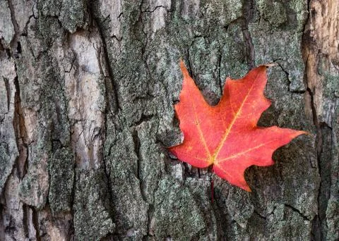 Red maple leaf against tree bark Stock Photos