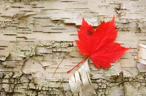 Red Maple Leaf, Algonquin Provincial Park, Ontario, Canada Foto stock