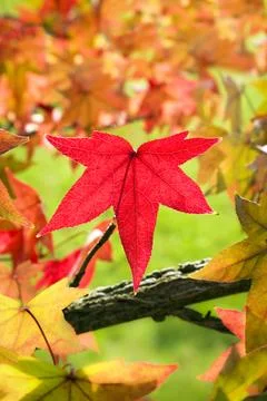 Red maple leaf among fall leaves Stock Photos