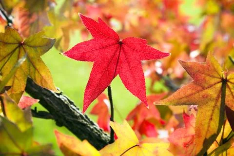 Red maple leaf among fall leaves Stock Photos