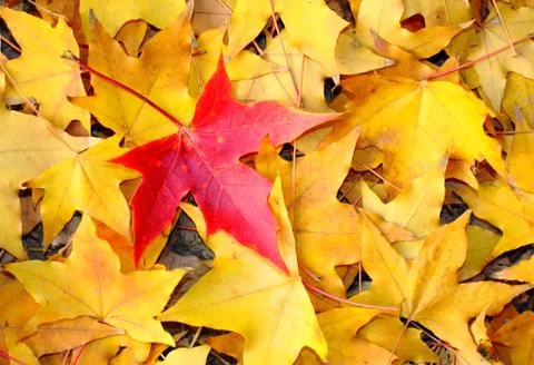 A red maple leaf among some yellow fallen leaves Stock Photos
