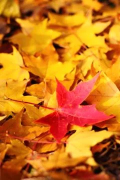 A red maple leaf among some yellow fallen leaves Stock Photos