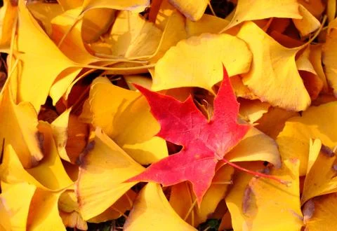 A red maple leaf among some yellow fallen leaves Stock Photos