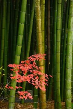 Red maple leaf among tall green bamboo stalks Stock-Fotos
