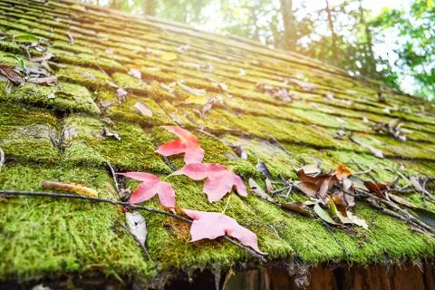 Red maple leaf and green moss on old wooden roof tiles pattern background Stock Photos