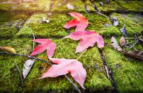 Red maple leaf and green moss on old wooden roof tiles pattern background Stock Photos
