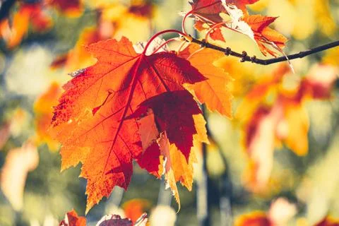 Red maple leaf in autumn close-up. Stock Photos