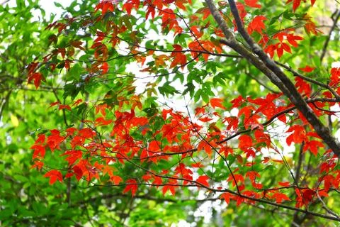 Red maple leaf in autumn Stock Photos