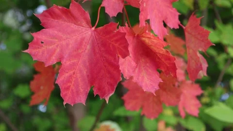 Red maple leaf. Autumn video. Video stock 296821956