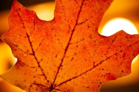 Red maple leaf background Foto stock