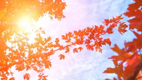Red Maple Leaf, Beautiful Fall Leaves Forest Sun Background Orange Sunlight Stock Footage 89517429