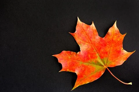 Red maple leaf on black background Stock Photos