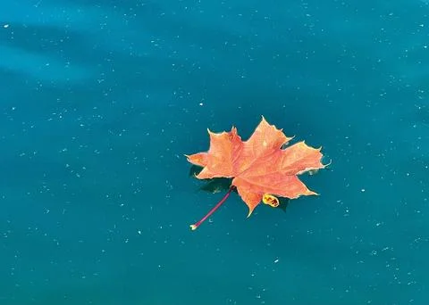 A red maple leaf on the blue surface of a mountain lake Stock Photos