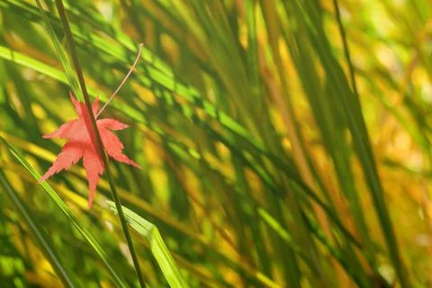 Red maple leaf on a blurred background of green grass Foto stock