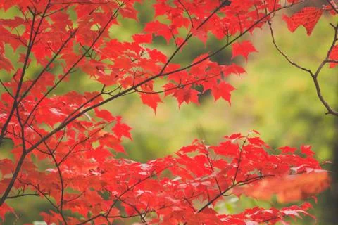 Red Maple leaf on branch tree in beautiful autumn Stock Photos