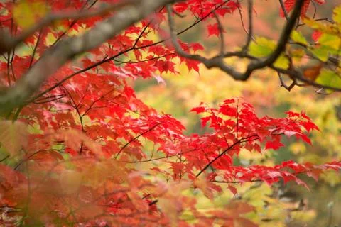 Red Maple leaf on branch tree in beautiful autumn Stock Photos