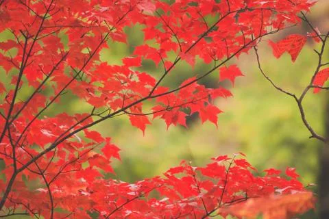 Red Maple leaf on branch tree in beautiful autumn Stock Photos