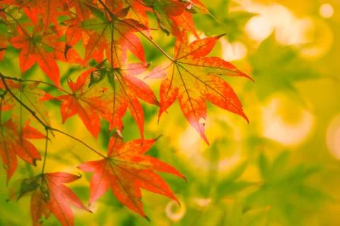 Red Maple leaf on branch tree in beautiful autumn Stock Photos