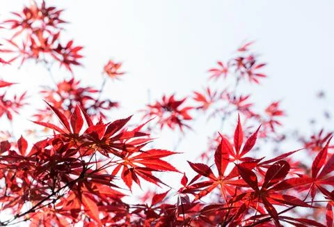 Red Maple Leaf Branch On White Background High Resolution Design Illustration Stock Photos