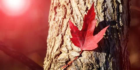 Red maple leaf. Canada Day maple leaves background. Falling red leaf for Cana Stock Photos