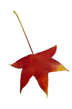 Red maple leaf changing color during autumn season Stock Photos