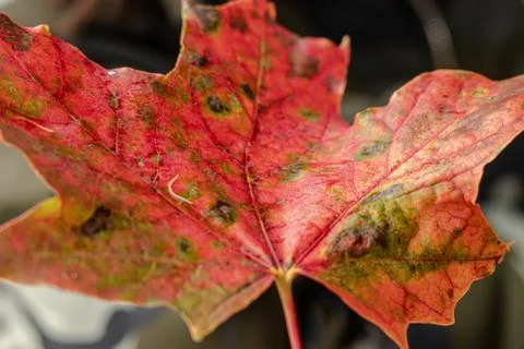 Red maple leaf close up. orange leaf on the background of the autumn forest. Stock Photos