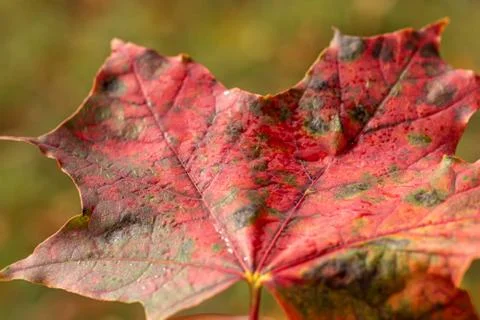 Red maple leaf close up. orange leaf on the background of the autumn forest. Stock Photos