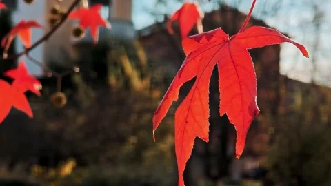 Red maple leaf in closeup focus with blurred background of town buildings. Stock Footage 324962017