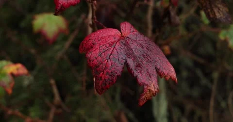Red Maple Leaf Closeup Stock Footage 250489413