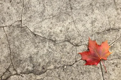 Red maple leaf on cracked concrete Stock Photos