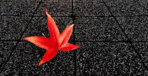 Red maple leaf on dark gray,stony asphalt tiles on street.Hello autumn concept Stock Photos