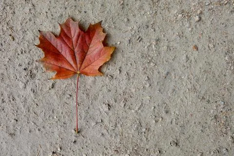 Red maple leaf on dirt path Foto stock