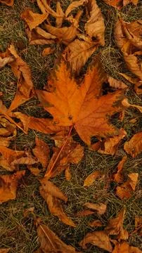 Red maple leaf during autumn in Stromovka Park. Vertical mobile photo Stock Photos