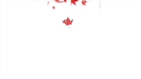 Red maple leaf falling on white background Stock Footage 115321346