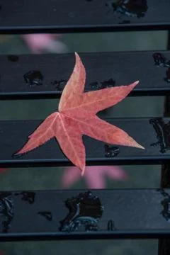 A red maple leaf fell on a black bench.  Vancouver BC Stock Photos